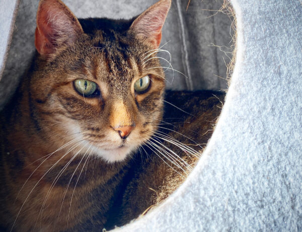 EEE9EDF9 25F0 425D B893 FBE050F4664A 600x460 - Ausstattung für die Katze